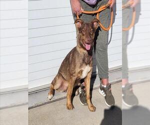 Australian Shepherd-Unknown Mix Dogs for adoption in Louisville, KY, USA