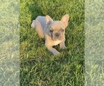 Puppy Clyde French Bulldog