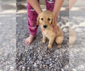 Golden Retriever Puppy for sale in TRUTH OR CONSEQUENCES, NM, USA