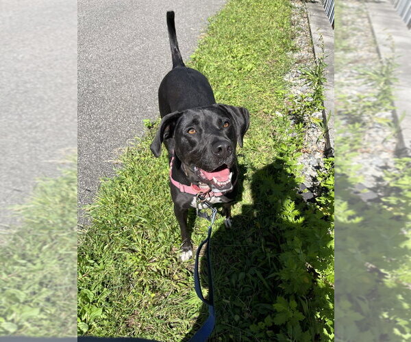 Medium Photo #2 Mutt Puppy For Sale in Elmsford, NY, USA