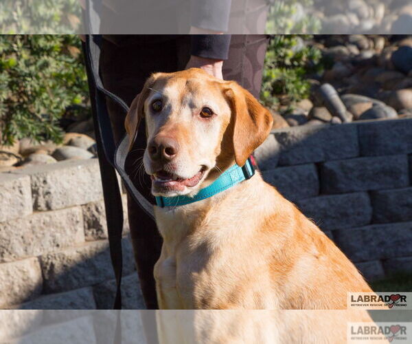Medium Photo #1 Labralas Puppy For Sale in Clovis, CA, USA