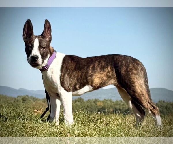 Medium Photo #5 Mountain Cur-Unknown Mix Puppy For Sale in Alexander, AR, USA