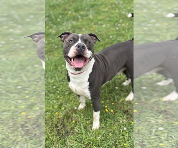 Medium Photo #5 Mutt Puppy For Sale in Virginia Beach, VA, USA