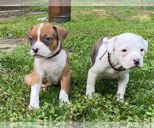American Pit Bull Terrier Puppy for sale in MARIETTA, GA, USA