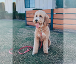 Small Photo #1 Goldendoodle (Miniature) Puppy For Sale in QUEEN CREEK, AZ, USA