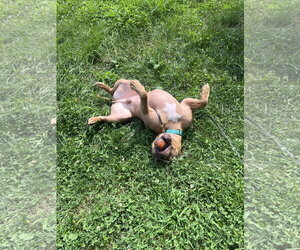 McLovin - Male American Bulldog-Unknown Mix Dog for Adoption - Photo #9