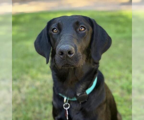 Medium Photo #1 Labrador Retriever-Unknown Mix Puppy For Sale in San Diego, CA, USA