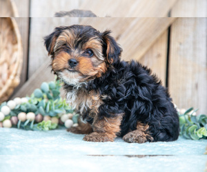 Medium Yorkshire Terrier