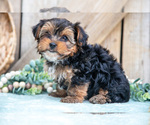 Puppy Ava Yorkshire Terrier