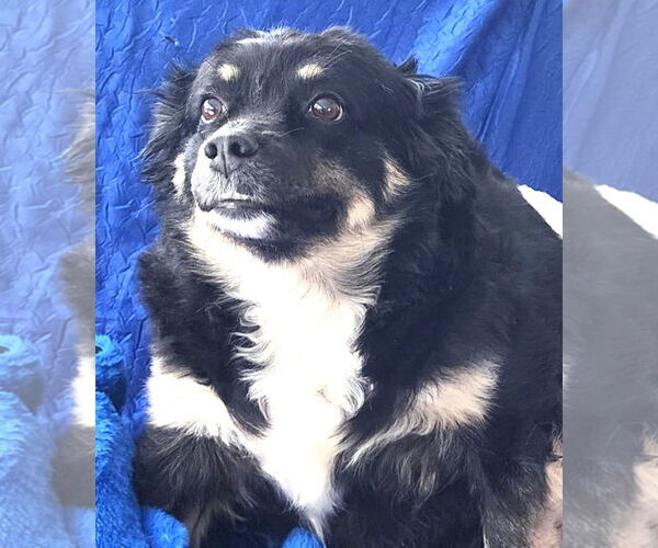 Medium Photo #1 Australian Shepherd-Unknown Mix Puppy For Sale in Cuba, NY, USA