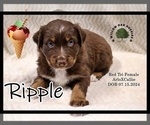 Puppy Ripple Australian Shepherd