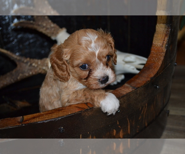 Medium Photo #4 Cavapoo Puppy For Sale in GREENWOOD, WI, USA