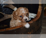 Small #3 Cavapoo