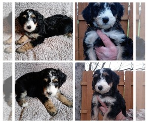 Bernedoodle Puppy for sale in EAST CANTON, OH, USA