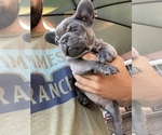 Small Photo #5 French Bulldog Puppy For Sale in ATWATER, CA, USA