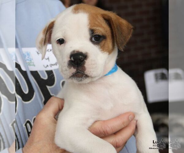 Medium Photo #3 Labrador Retriever-Unknown Mix Puppy For Sale in Washington, DC, USA