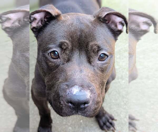 Medium Photo #6 American Pit Bull Terrier-Unknown Mix Puppy For Sale in Crete, IL, USA