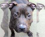 Small #5 American Pit Bull Terrier Mix