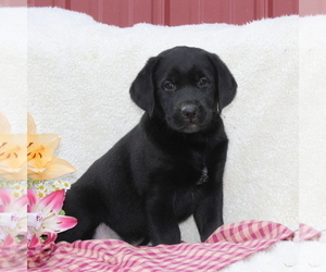 Labrador Retriever Puppy for sale in FELTON, PA, USA