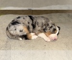 Puppy Pepper Australian Shepherd