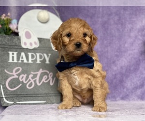 Cavapoo Puppy for sale in LANCASTER, PA, USA