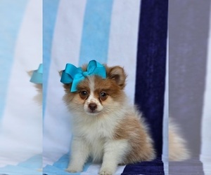 Pomeranian Puppy for sale in INDIANAPOLIS, IN, USA