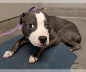 Mutt Dogs for adoption in Camarillo, CA, USA