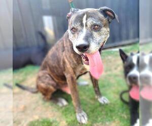 American Pit Bull Terrier Dogs for adoption in Long Beach, CA, USA