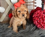 Small Photo #3 Cocker Spaniel Puppy For Sale in HONEY BROOK, PA, USA