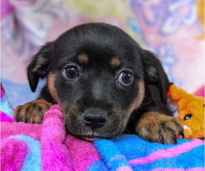 Dachshund-Unknown Mix Dogs for adoption in Weston, FL, USA