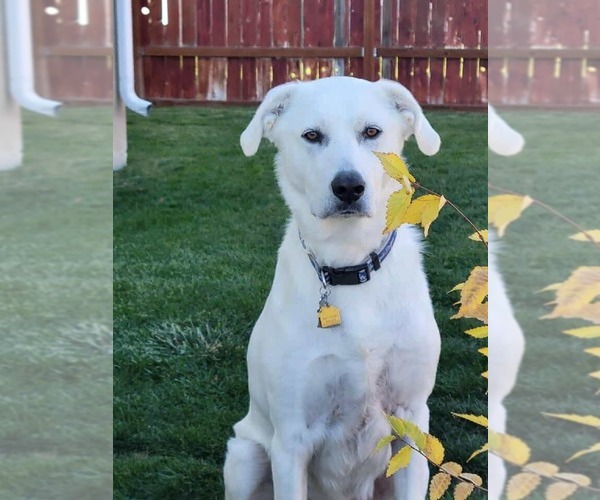 Medium Photo #2 - Mix Puppy For Sale in Bountiful, UT, USA