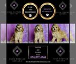 Small #4 Poodle (Miniature)