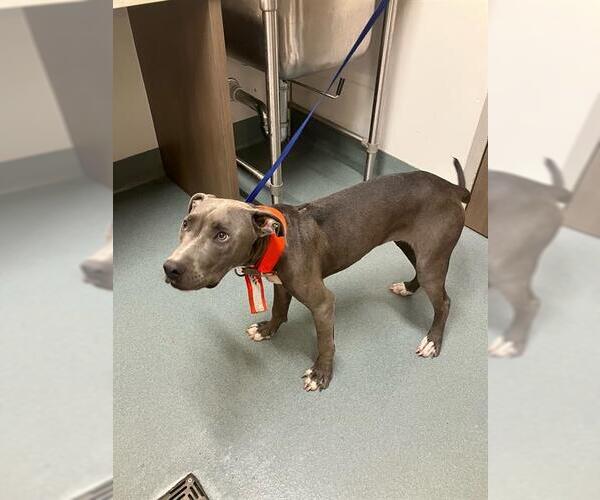 Medium Photo #1 American Pit Bull Terrier-Unknown Mix Puppy For Sale in Baytown, TX, USA