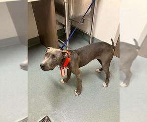 American Pit Bull Terrier-Unknown Mix Dogs for adoption in Baytown, TX, USA