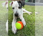 Small American Pit Bull Terrier Mix