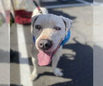 Small #6 Bulldog-Staffordshire Bull Terrier Mix