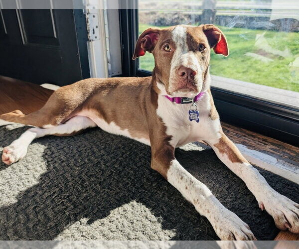 Medium Photo #15 Mutt Puppy For Sale in Oak Bluffs, MA, USA