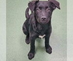 Small #3 Australian Shepherd Mix