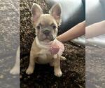 Small #9 French Bulldog