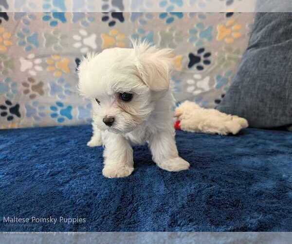 Medium Photo #8 Maltese Puppy For Sale in OCALA, FL, USA