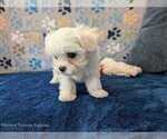Small Photo #8 Maltese Puppy For Sale in OCALA, FL, USA