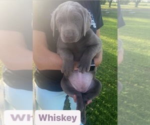 Labrador Retriever Puppy for Sale in DUNCAN, Oklahoma USA