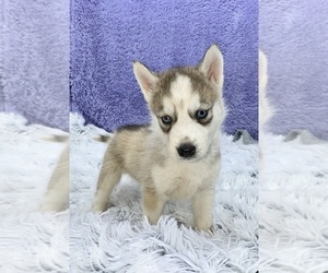 Siberian Husky Puppy for sale in SANDY HOOK, KY, USA