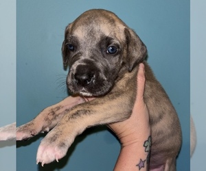 Great Dane Puppy for sale in WINSTON-SALEM, NC, USA