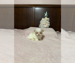 Morkie Puppy for sale in BENSON, NC, USA