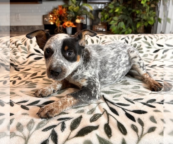 Medium Photo #4 Australian Cattle Dog Puppy For Sale in GREENWOOD, IN, USA