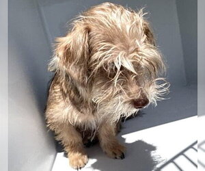 Border Terrier-Norfolk Terrier Mix Dogs for adoption in Houston, TX, USA