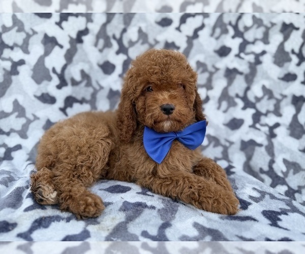 Medium Photo #1 Cock-A-Poo Puppy For Sale in LAKELAND, FL, USA