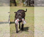 Small #2 Mutt