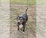 Small #6 Mutt